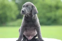 Charcoal Female Purple Collar, a female Labrador Retriever for sale in Jerico Springs, MO – 4 of 5
