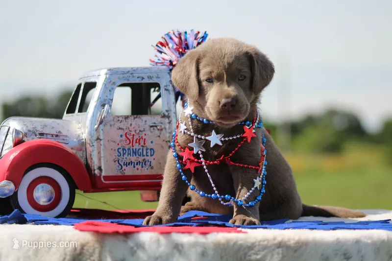 Pink Collar – Labrador Retriever puppy for sale in Jerico Springs, MO