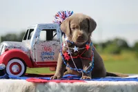 Pink Collar, a female Labrador Retriever for sale in Jerico Springs, MO – 4 of 4