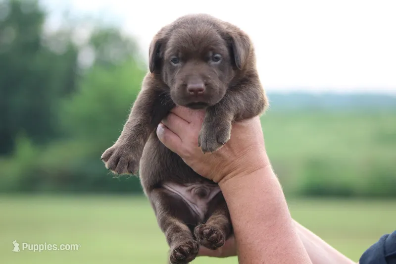 Dakota Mismark Chocolate – Labrador Retriever puppy for sale in Jerico Springs, MO