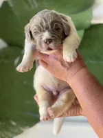 Beige and white male, a male Newfoundland for sale in Jerico Springs, MO – 2 of 4