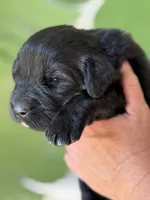 Black Female, a female Newfoundland for sale in Jerico Springs, MO – 4 of 4