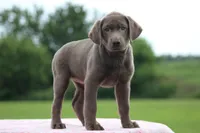 Blue collar, a female Labrador Retriever for sale in Jerico Springs, MO – 3 of 6