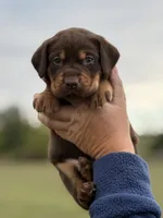 Mismark Female, a female Labrador Retriever for sale in Jerico Springs, MO – 2 of 4