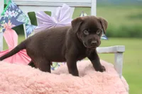 Daniel, a male Labrador Retriever for sale in Jerico Springs, MO – 2 of 5