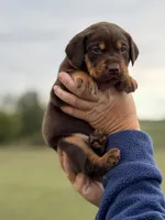 Mismark Female, a female Labrador Retriever for sale in Jerico Springs, MO – 4 of 4