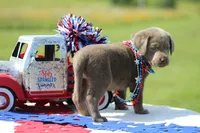 Pink Collar, a female Labrador Retriever for sale in Jerico Springs, MO – 3 of 4