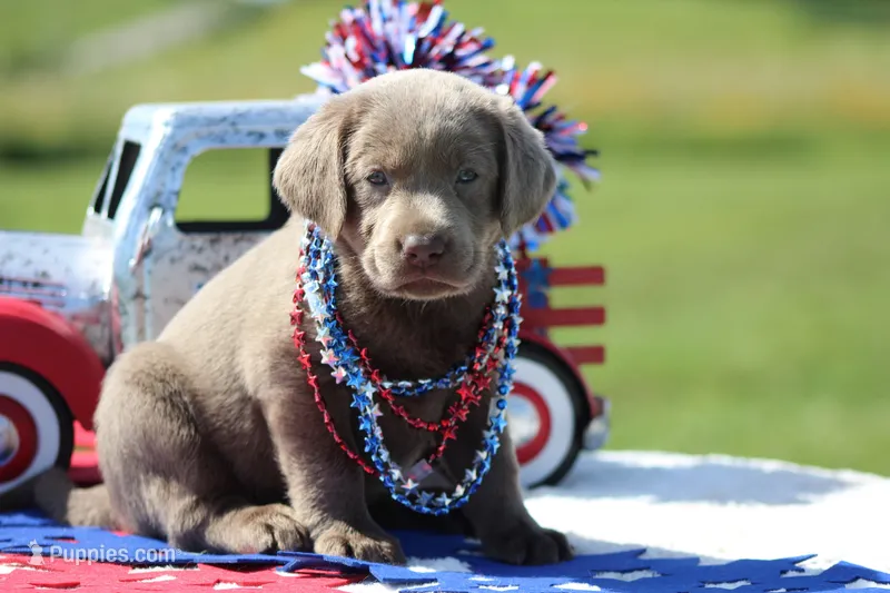 Orange Collar – Labrador Retriever puppy for sale in Jerico Springs, MO
