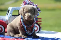 Orange Collar, a female Labrador Retriever for sale in Jerico Springs, MO – 1 of 4