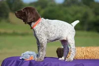 Nelly, a female German Shorthaired Pointer for sale in Jerico Springs, MO – 5 of 5