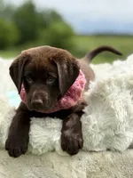 Brendan, a male Labrador Retriever for sale in Jerico Springs, MO – 5 of 8
