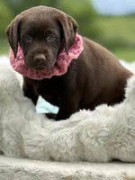 Bria, a female Labrador Retriever for sale in Jerico Springs, MO – 8 of 8