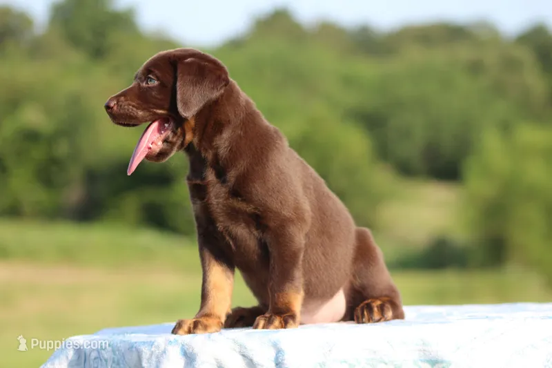 Dakota Mismark Chocolate – Labrador Retriever puppy for sale in Jerico Springs, MO