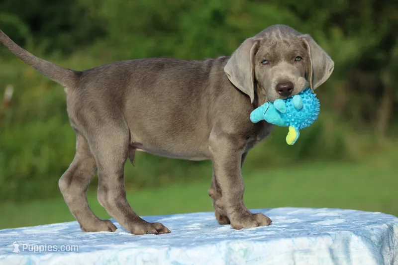 Duke – Labrador Retriever puppy for sale in Jerico Springs, MO