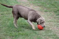 Meca, a female Labrador Retriever for sale in Sheldon, MO – Photo 2 of 3