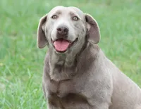 Meca, a female Labrador Retriever for sale in Sheldon, MO – Photo 1 of 3