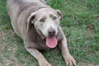 Meca, a female Labrador Retriever for sale in Sheldon, MO – Photo 3 of 3