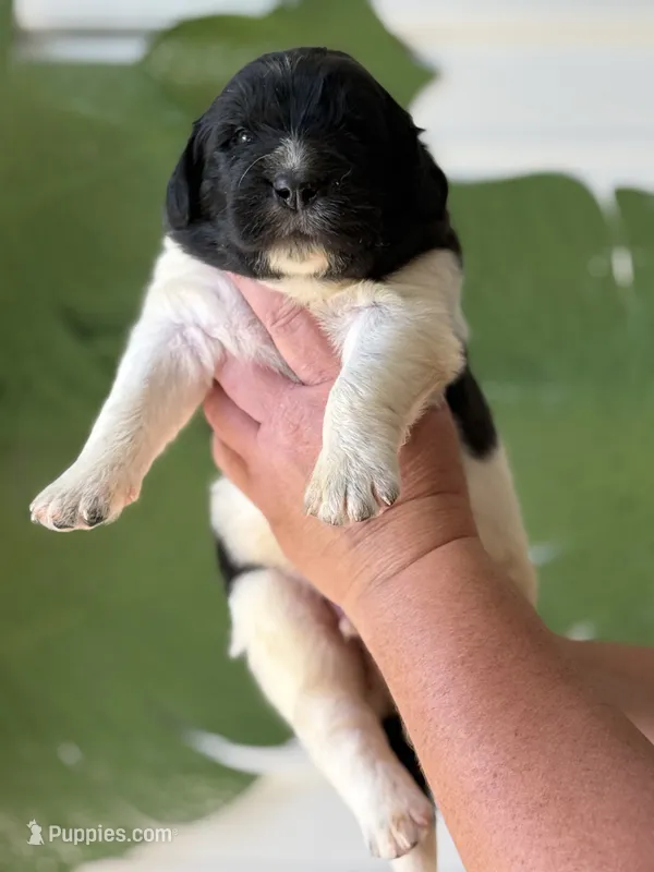 White and black Male – Newfoundland puppy for sale in Jerico Springs, MO