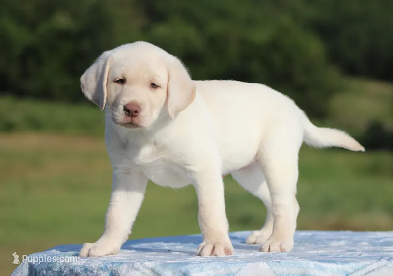 Sammy – Labrador Retriever puppy for sale in Jerico Springs, MO