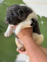 White and gray Male, a male Newfoundland for sale in Jerico Springs, MO – 2 of 7