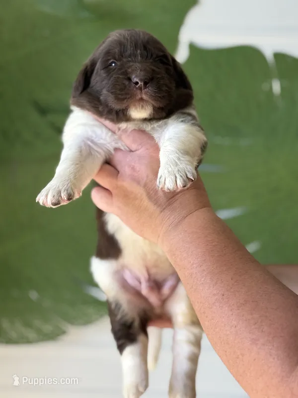 Brown and white Male – Newfoundland puppy for sale in Jerico Springs, MO