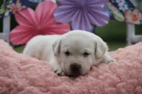 Conway, a male Labrador Retriever for sale in Jerico Springs, MO – 2 of 4