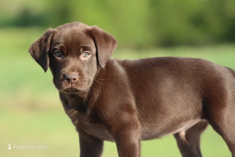 Daniel – Labrador Retriever puppy for sale in Jerico Springs, MO