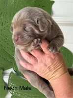 Silver lab, a male Labrador Retriever for sale in Jerico Springs, MO – Photo 3 of 6