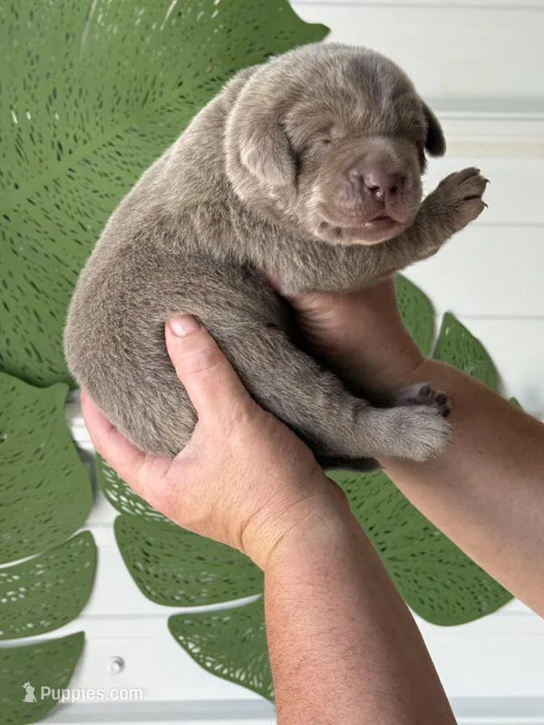 Silver lab – Labrador Retriever puppy for sale in Jerico Springs, MO