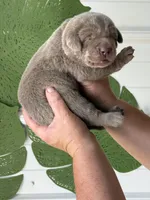 Silver lab, a male Labrador Retriever for sale in Jerico Springs, MO – Photo 4 of 6