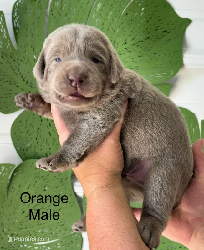 Silver lab – Labrador Retriever puppy for sale in Jerico Springs, MO