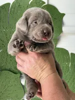 Silver lab, a male Labrador Retriever for sale in Jerico Springs, MO – Photo 6 of 6