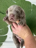 Silver lab, a male Labrador Retriever for sale in Jerico Springs, MO – Photo 5 of 6