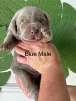 Silver lab, a male Labrador Retriever for sale in Jerico Springs, MO – Photo 2 of 6