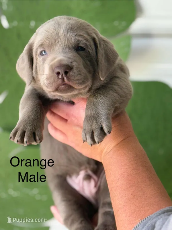 Silver lab – Labrador Retriever puppy for sale in Jerico Springs, MO