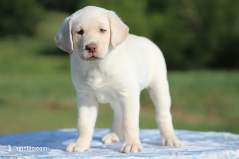 Sammy – Labrador Retriever puppy for sale in Jerico Springs, MO