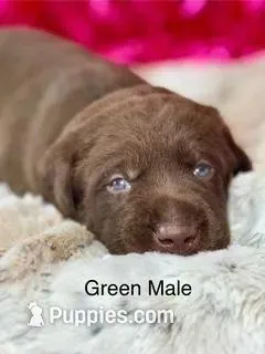 Ernest – Labrador Retriever puppy for sale in Sheldon, MO