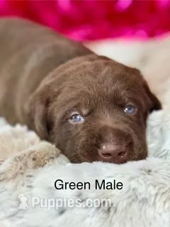 Ernest – Labrador Retriever puppy for sale in Sheldon, MO