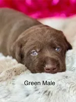 Ernest, a male Labrador Retriever for sale in Sheldon, MO – Photo 1 of 6