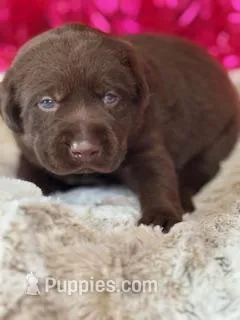 Ernest – Labrador Retriever puppy for sale in Sheldon, MO