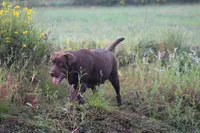 Ernest, a male Labrador Retriever for sale in Sheldon, MO – Photo 6 of 6