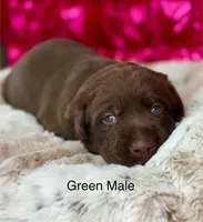 Ernest, a male Labrador Retriever for sale in Sheldon, MO – Photo 4 of 6