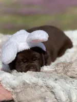 Ernest, a male Labrador Retriever for sale in Jerico Springs, MO – Photo 6 of 6