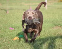 Ernest, a male Labrador Retriever for sale in Sheldon, MO – Photo 5 of 6