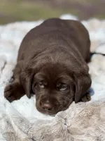 Ernest, a male Labrador Retriever for sale in Jerico Springs, MO – Photo 4 of 6