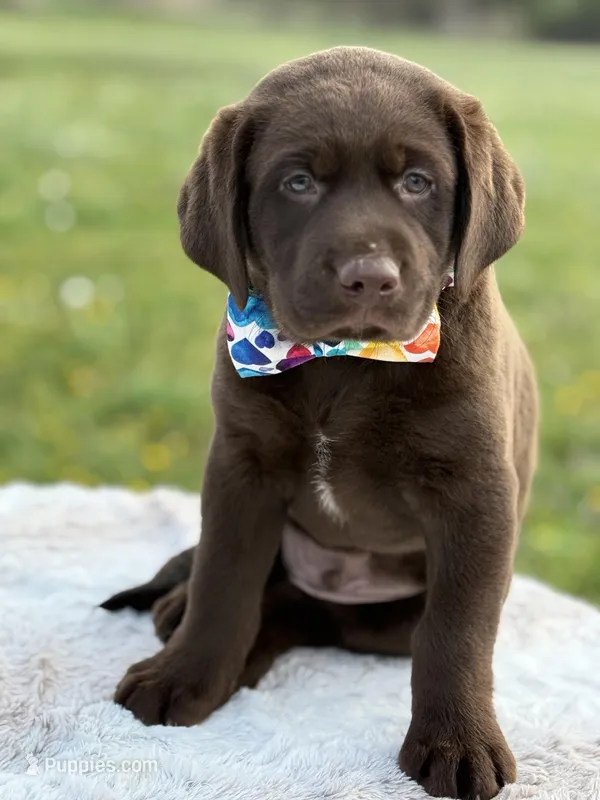 Ernest – Labrador Retriever puppy for sale in Jerico Springs, MO