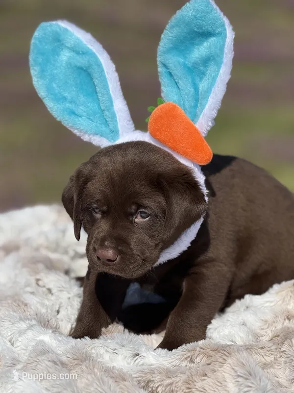 Ernest – Labrador Retriever puppy for sale in Jerico Springs, MO