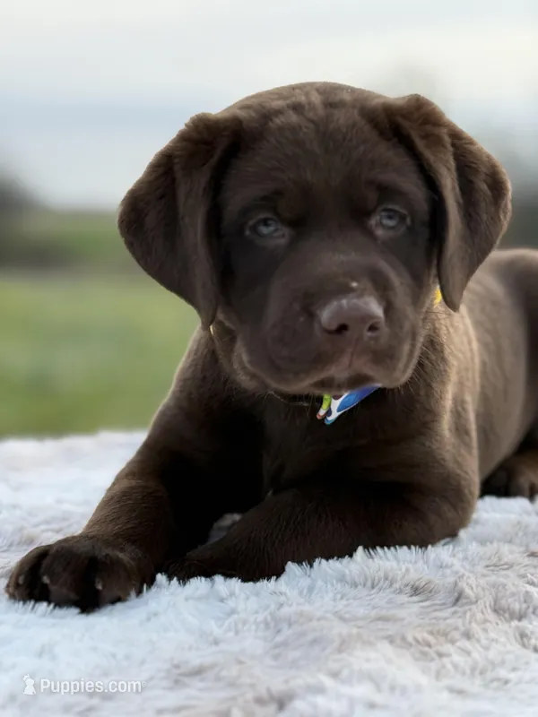 Ernest – Labrador Retriever puppy for sale in Jerico Springs, MO