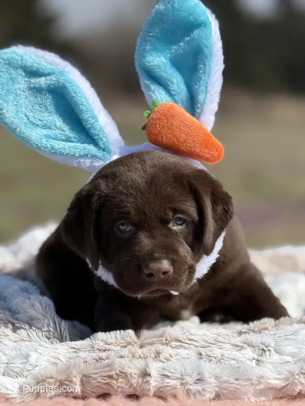 Ernest – Labrador Retriever puppy for sale in Jerico Springs, MO
