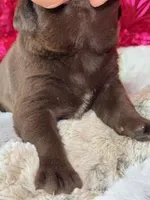 Ernest, a male Labrador Retriever for sale in Sheldon, MO – Photo 3 of 6